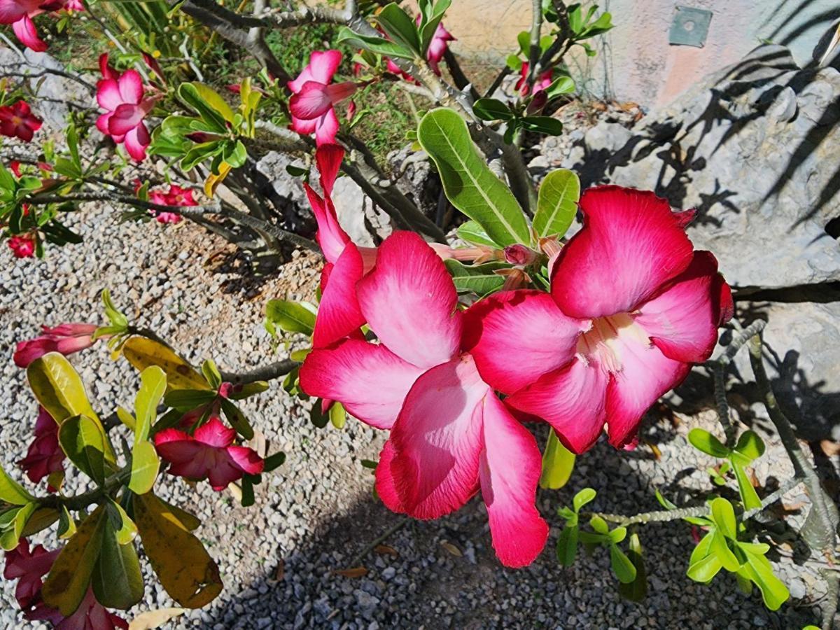 Myoli Wellness & Happiness Bnb Playa del Carmen Zewnętrze zdjęcie